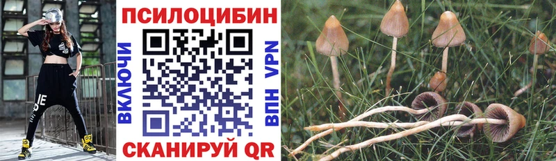 Псилоцибиновые грибы Psilocybe  Бутурлиновка 